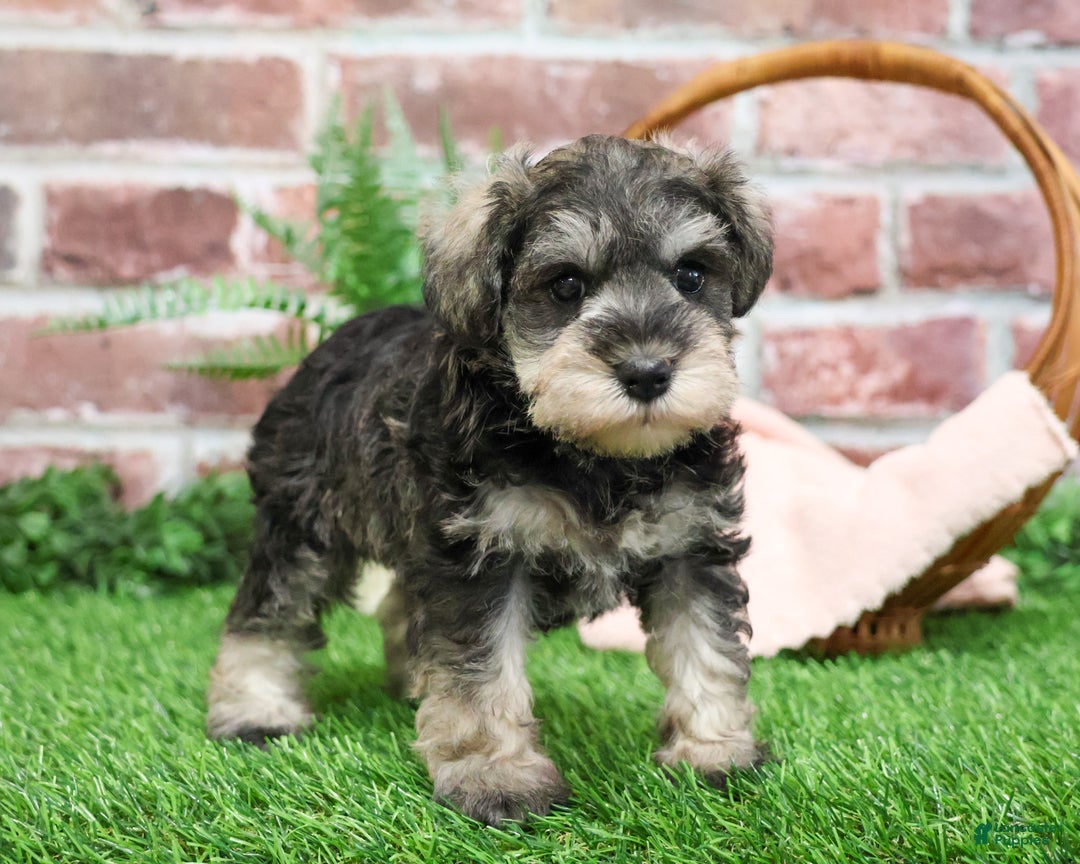 Miniature Schnauzer dogs for sale: Maria  - Ad 2