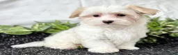 Maltese dogs for sale: Colton - Ad 6