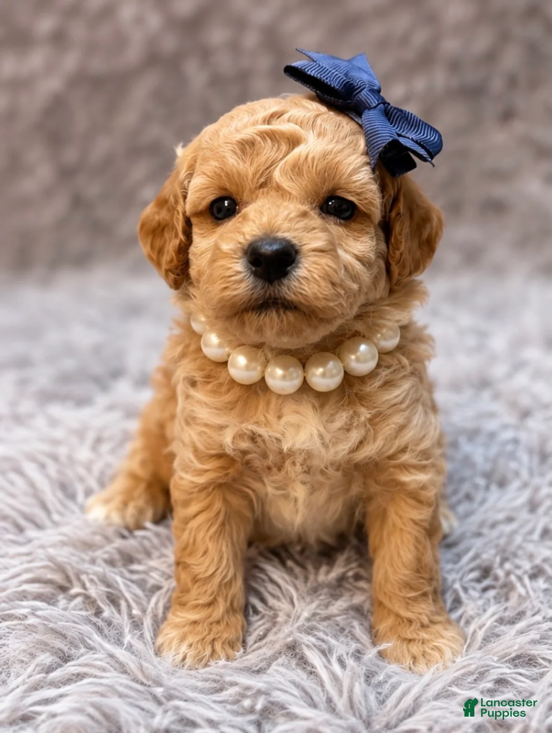 Toy Poodle dogs for sale: Flossie  - Ad 1