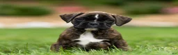 Boxer dogs for sale: Lucy Boxer Puppy  - Ad 6
