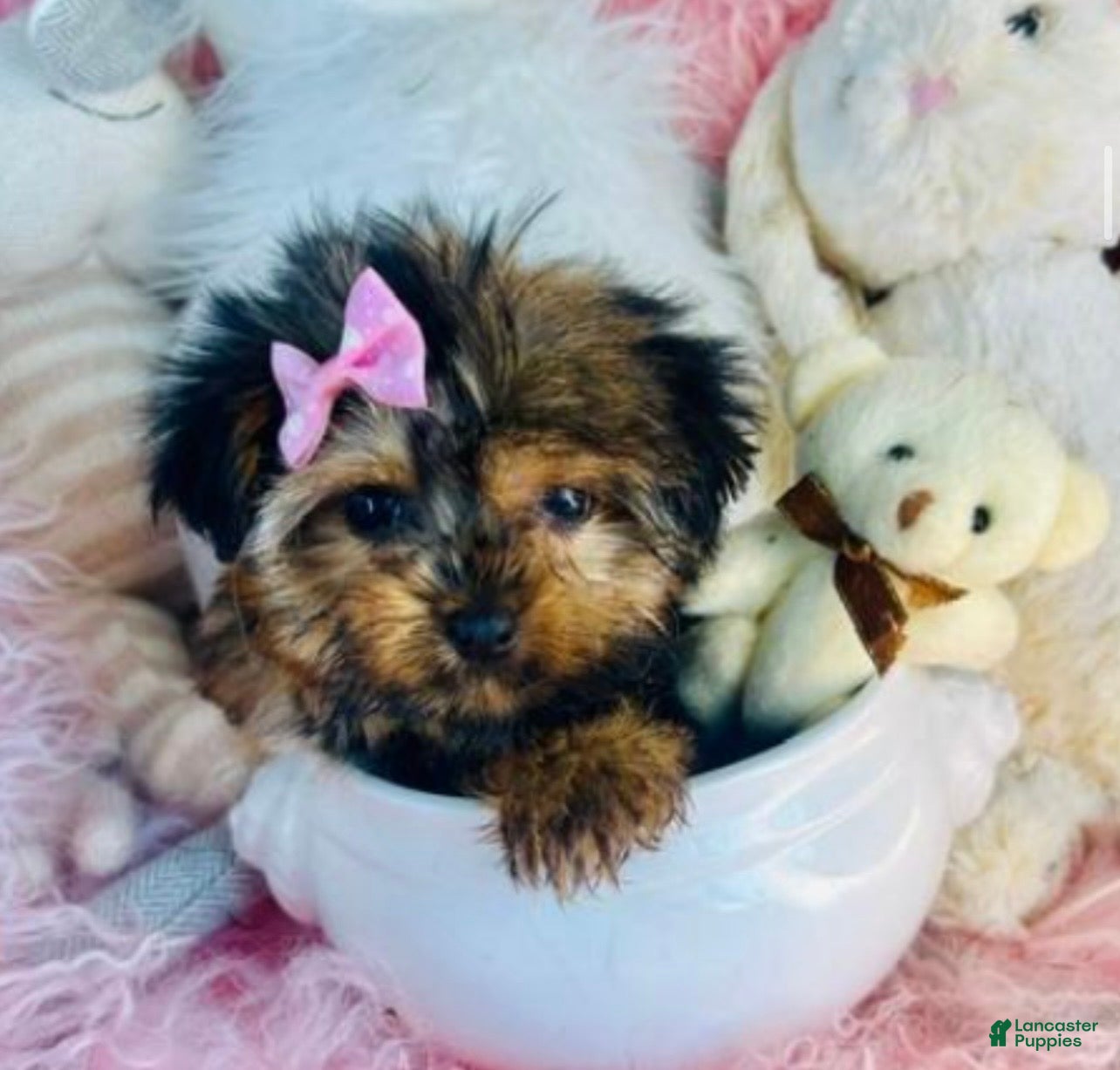 Yorkshire Terrier dogs Teacup Yorkshire Terrier  hand delivery  - Ad 2