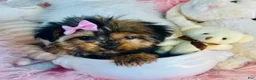 Yorkshire Terrier dogs for sale: Teacup Yorkshire Terrier  hand delivery  - Ad 2