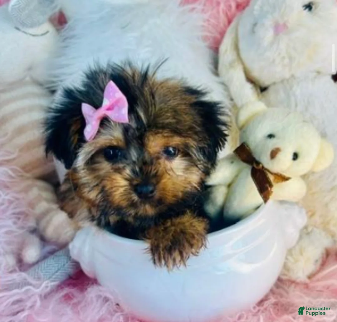 Yorkshire Terrier dogs for sale: Teacup Yorkshire Terrier  hand delivery  - Ad 2