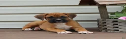 Boxer dogs for sale: Porter - Ad 3