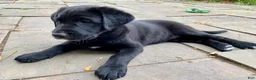 Mixed Breed dogs for sale: Inka - Ad 10