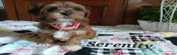 Havapoo dogs for sale: Serenity - Ad 4