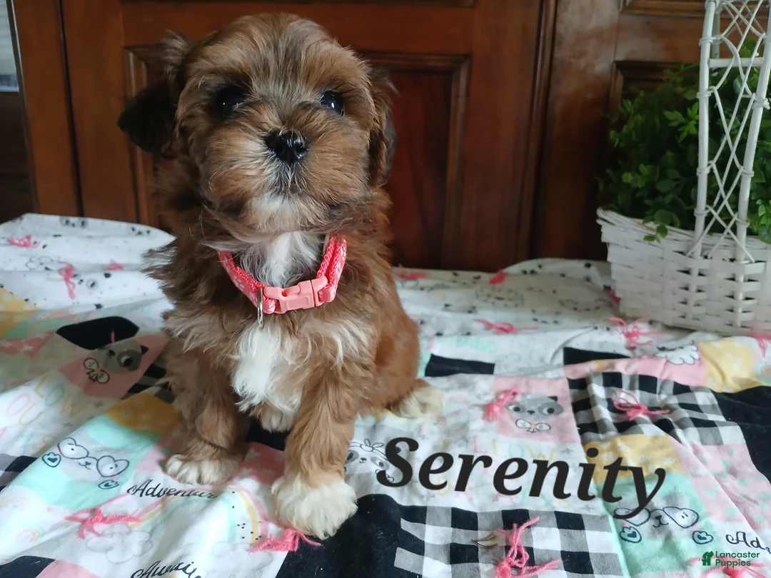 Havapoo dogs for sale: Serenity - Ad 4