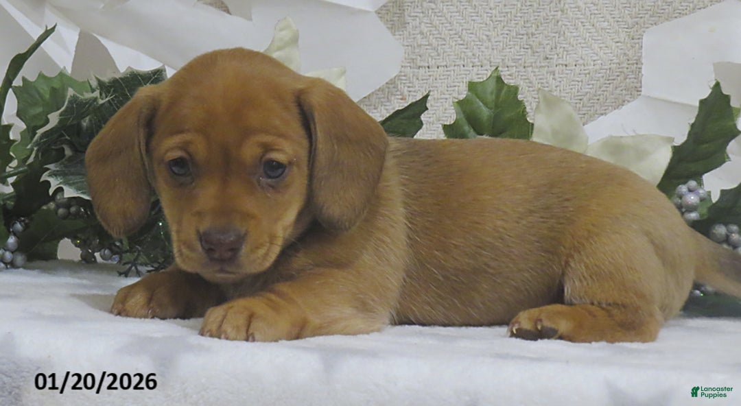 Miniature Dachshund dogs for sale: Jasmine - Ad 1