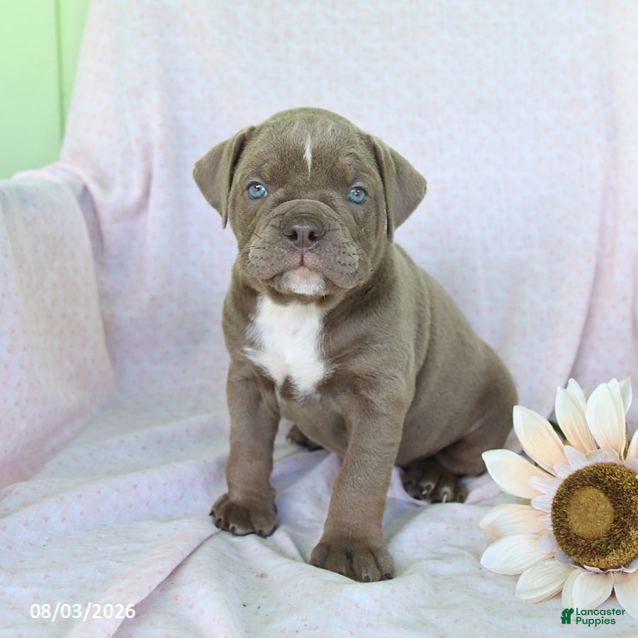 Olde English Bulldogge dogs Taffy - Ad 1