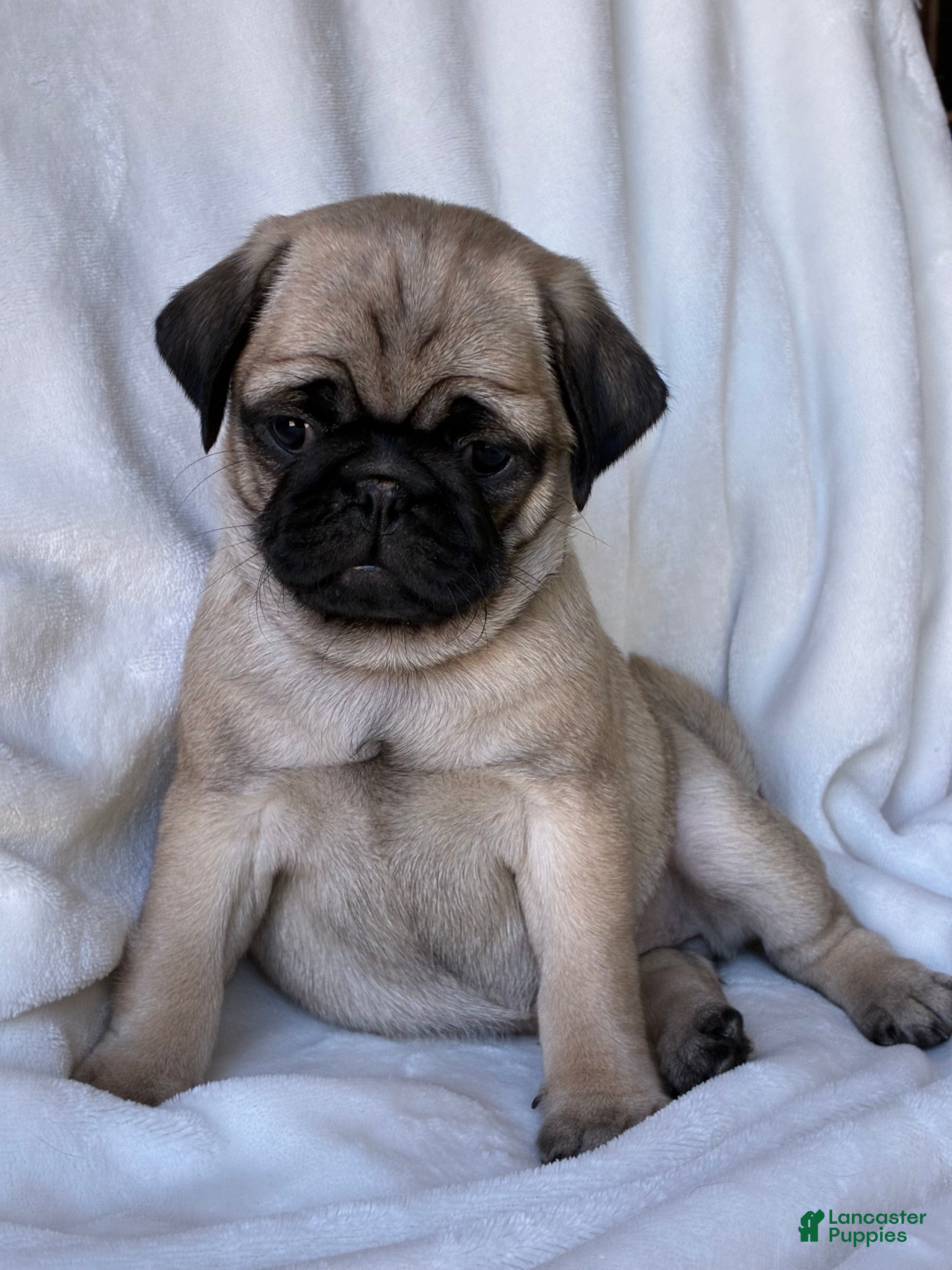 Pug dogs Addie - Ad 1