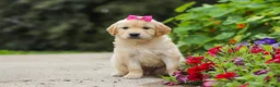 Golden Retriever dogs for sale: Bonnie - Ad 9