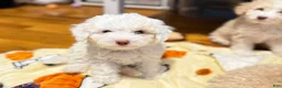 Miniature Poodle dogs for sale: Target 🎯💛 - Ad 4