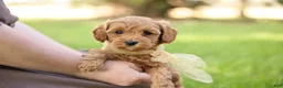 Goldendoodle dogs for sale: Ladybug - Ad 6