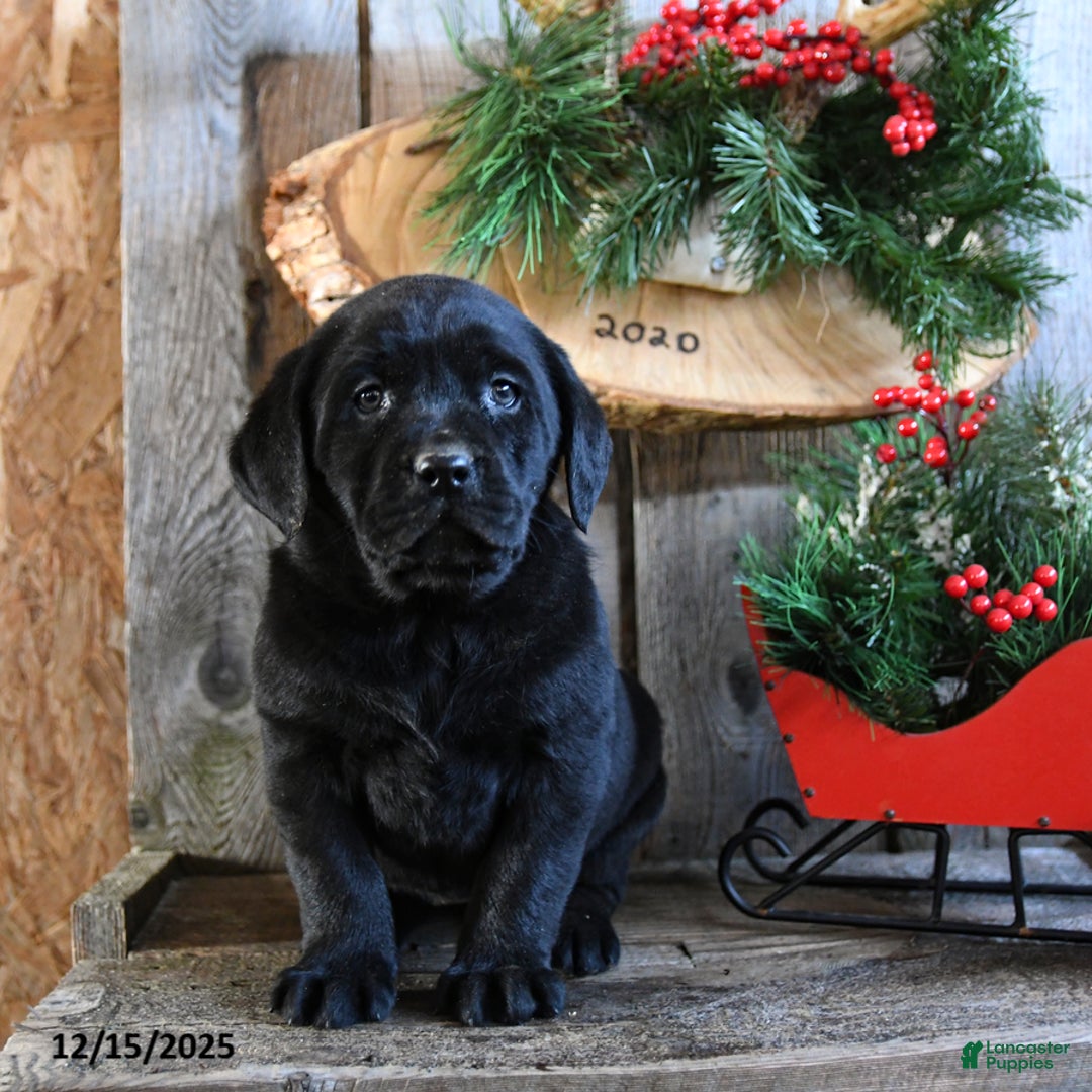 Labrador Retriever dogs for sale: Reba - Ad 2