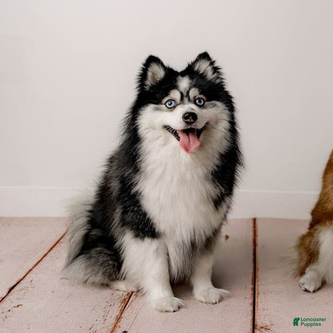 Pomsky dogs for stud: Stud Service - Ad 1