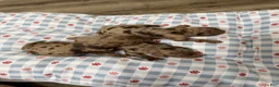 Miniature Poodle dogs for sale: Akc Choc Merle Phantom Red Tie - Ad 14