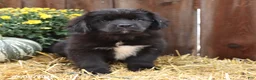 Newfoundland dogs for sale: Hazel - Ad 4