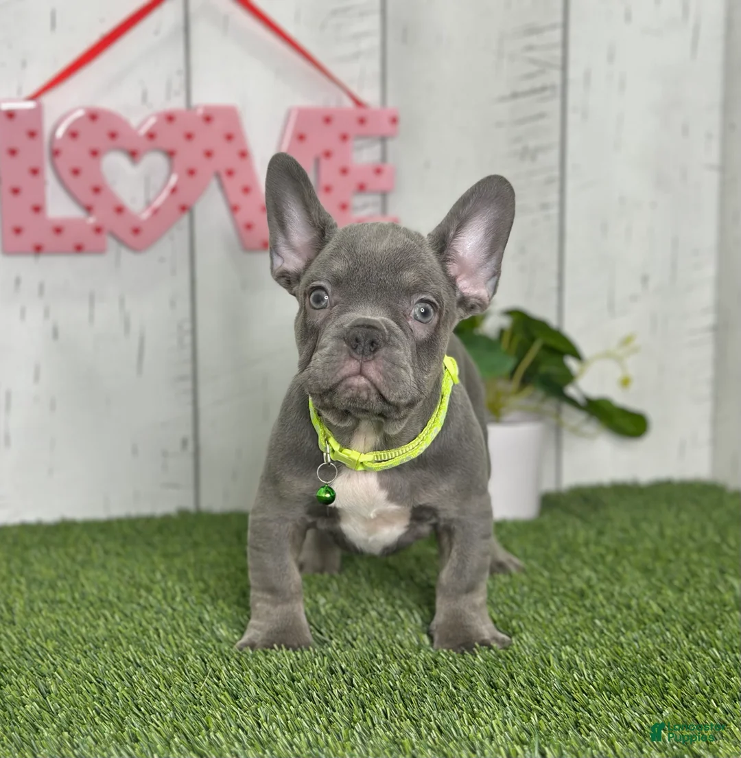 French Bulldog dogs for sale: Dallas - Ad 8
