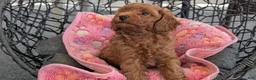 Toy Poodle dogs for sale: Vince - Ad 6