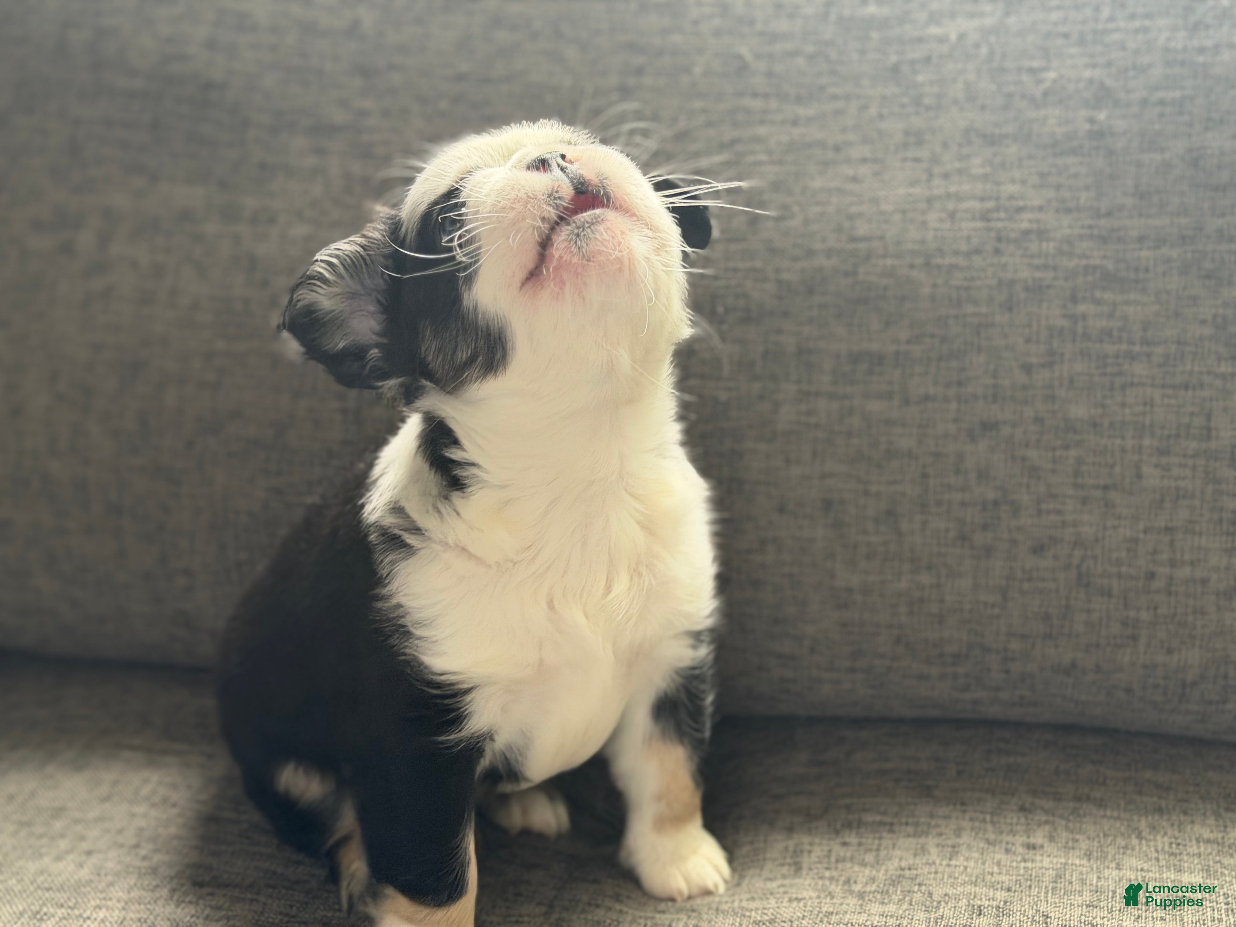 French Bulldog dogs Diamond  - Ad 2