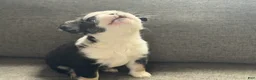 French Bulldog dogs for sale: Diamond  - Ad 6
