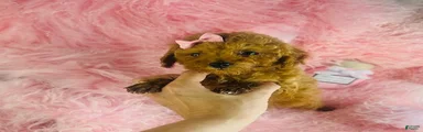 Miniature Poodle 2