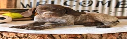 German Shorthaired Pointer dogs for sale: Babe - Ad 1