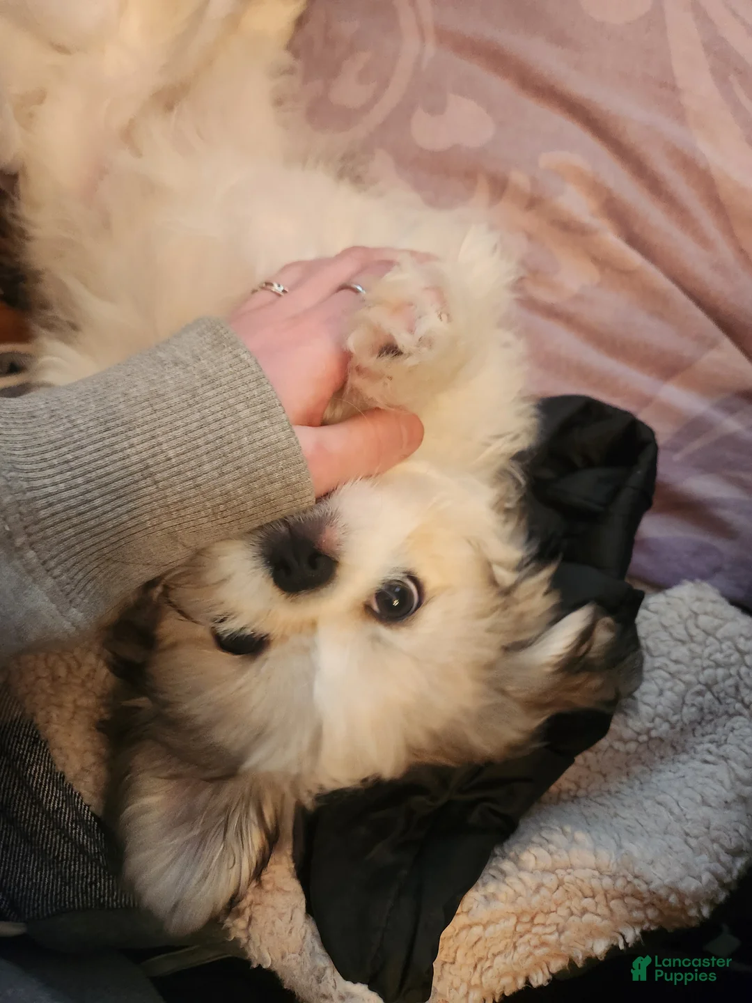 Mixed Breed dogs for sale: Mixed Breed Puppy 1 - Ad 2