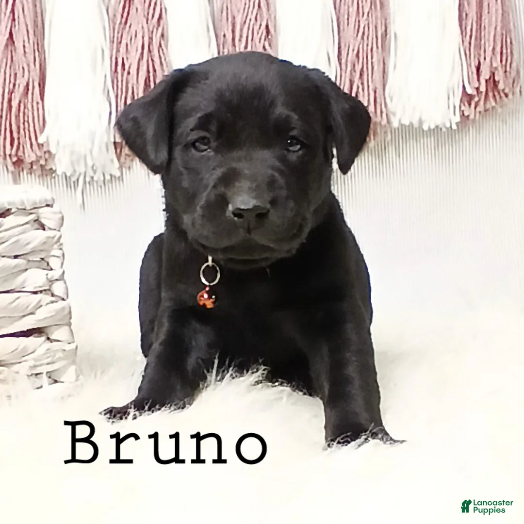 Labrador Retriever dogs for sale: BRUNO - Ad 5