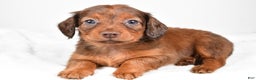Miniature Dachshund dogs for sale: Beth - Ad 1