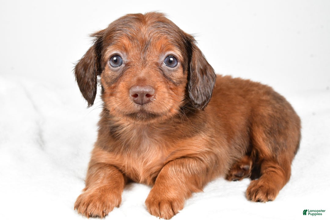 Miniature Dachshund dogs for sale: Beth - Ad 1