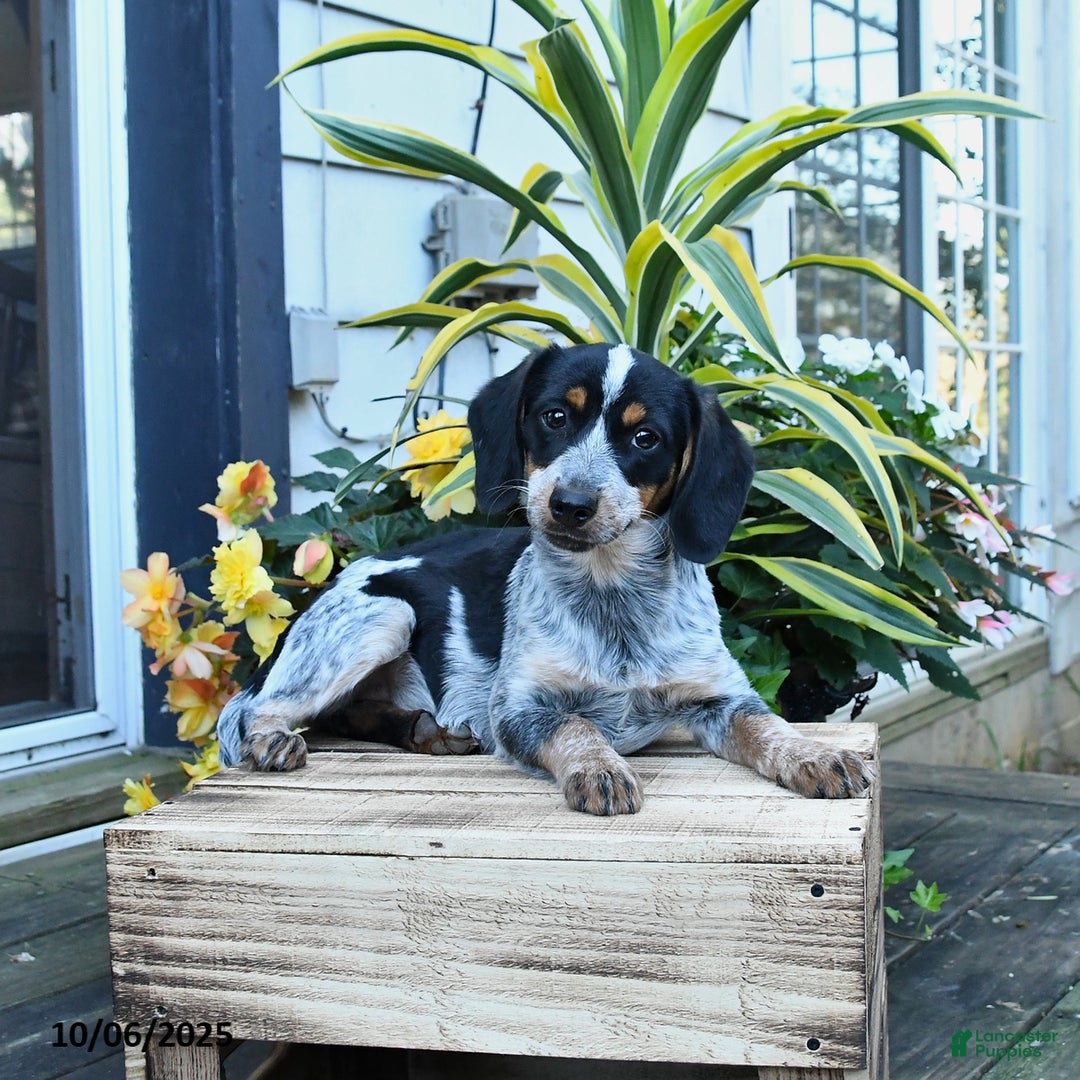 Mixed Breed dogs for sale: Farrah - Ad 4