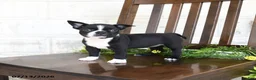 Boston Terrier dogs for sale: Inky - Ad 4