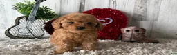 Toy Poodle dogs for sale: Viggo - Ad 3