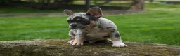 French Bulldog dogs for sale: Ace  (Blue Merle Tan) 🐶✨ - Ad 19