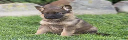 German Shepherd dogs for sale: Saul German Shepherd  - Ad 3