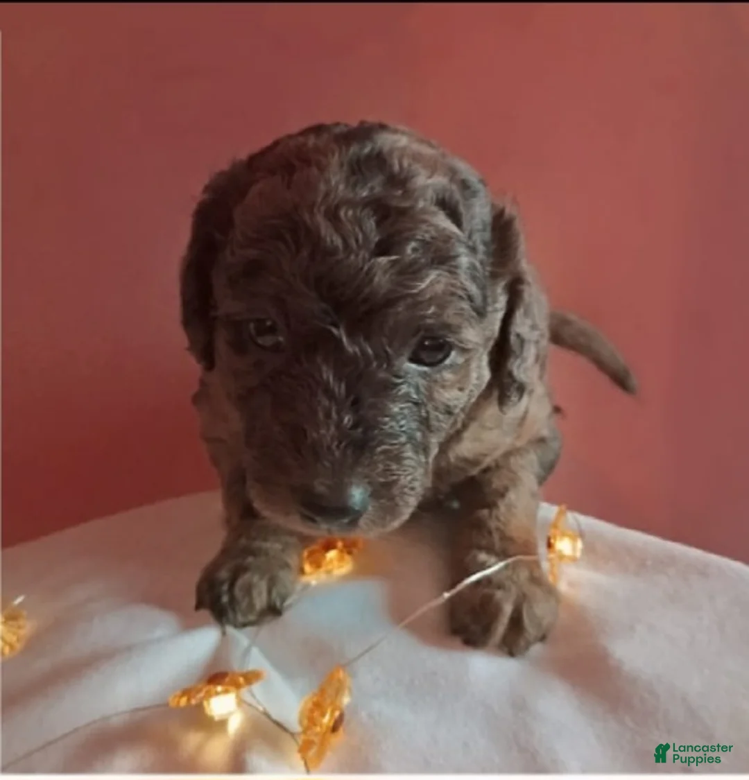 Mixed Breed dogs for sale: Cookie - Ad 1