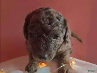 Mixed Breed dogs for sale: Cookie - Ad 3