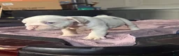 English Bulldog dogs for sale: Skye - Ad 6