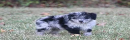 Aussiedoodle dogs for sale: Chrissy - Ad 6