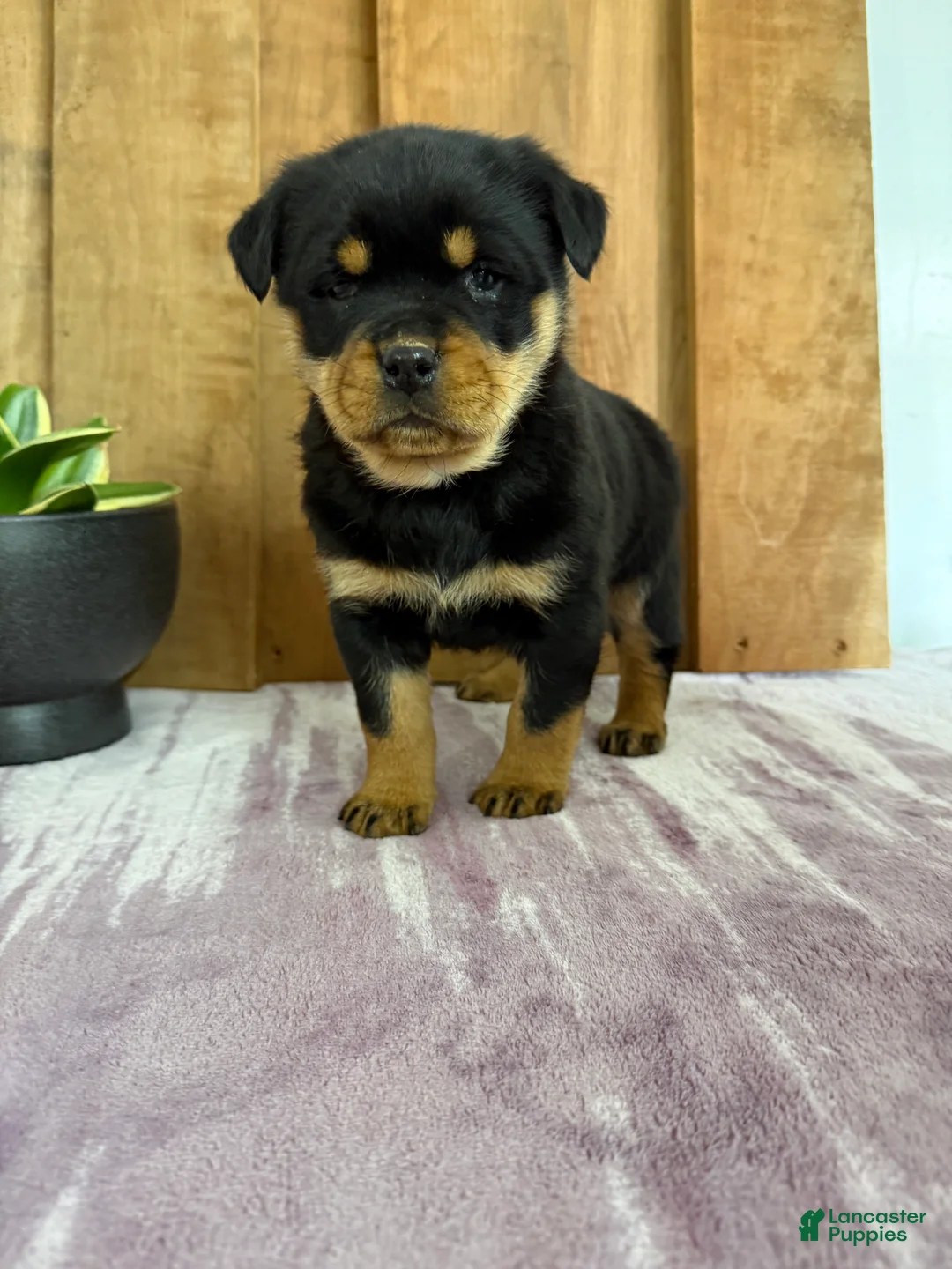 Rottweiler dogs for sale: London - Ad 19