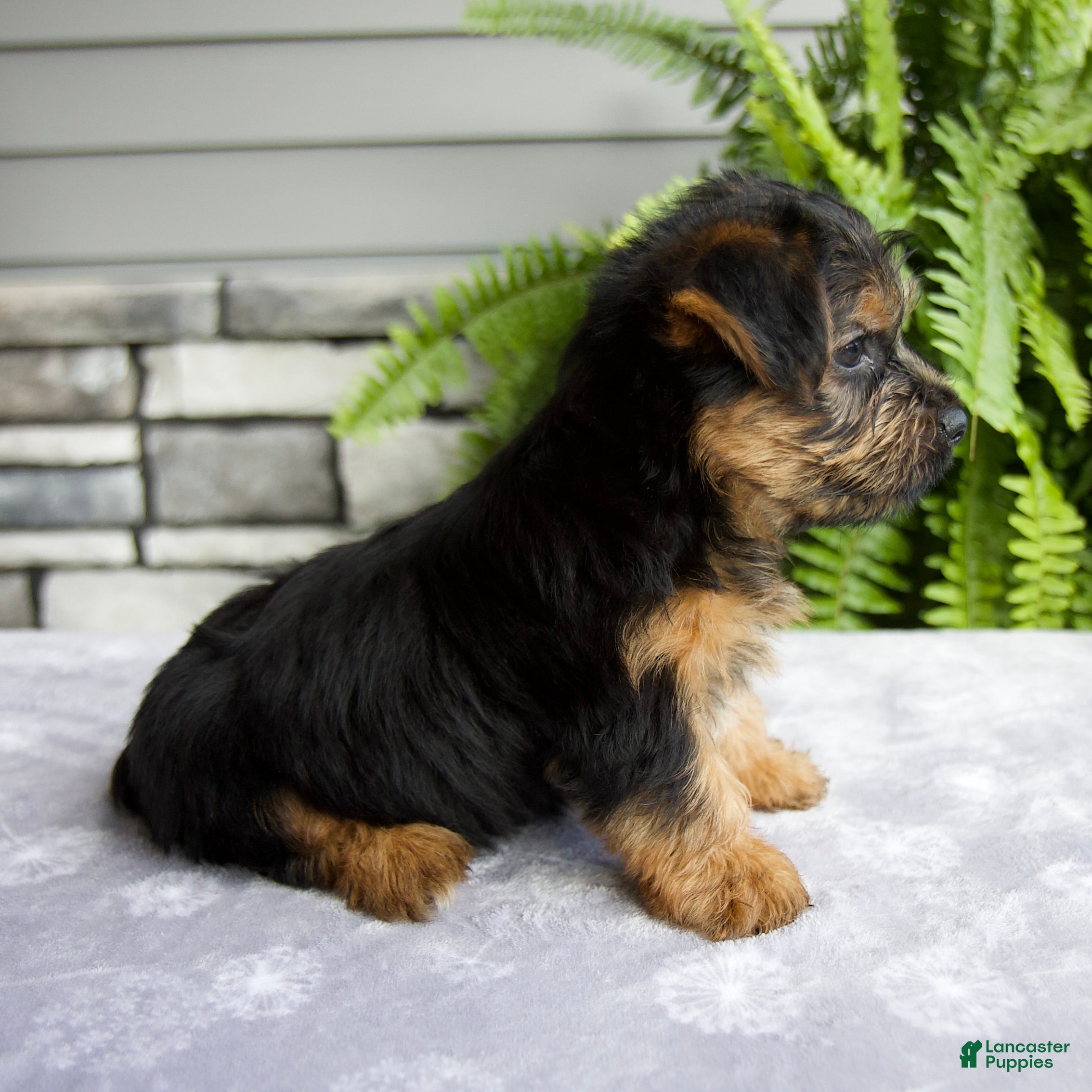Yorkshire Terrier dogs Koby - Ad 1