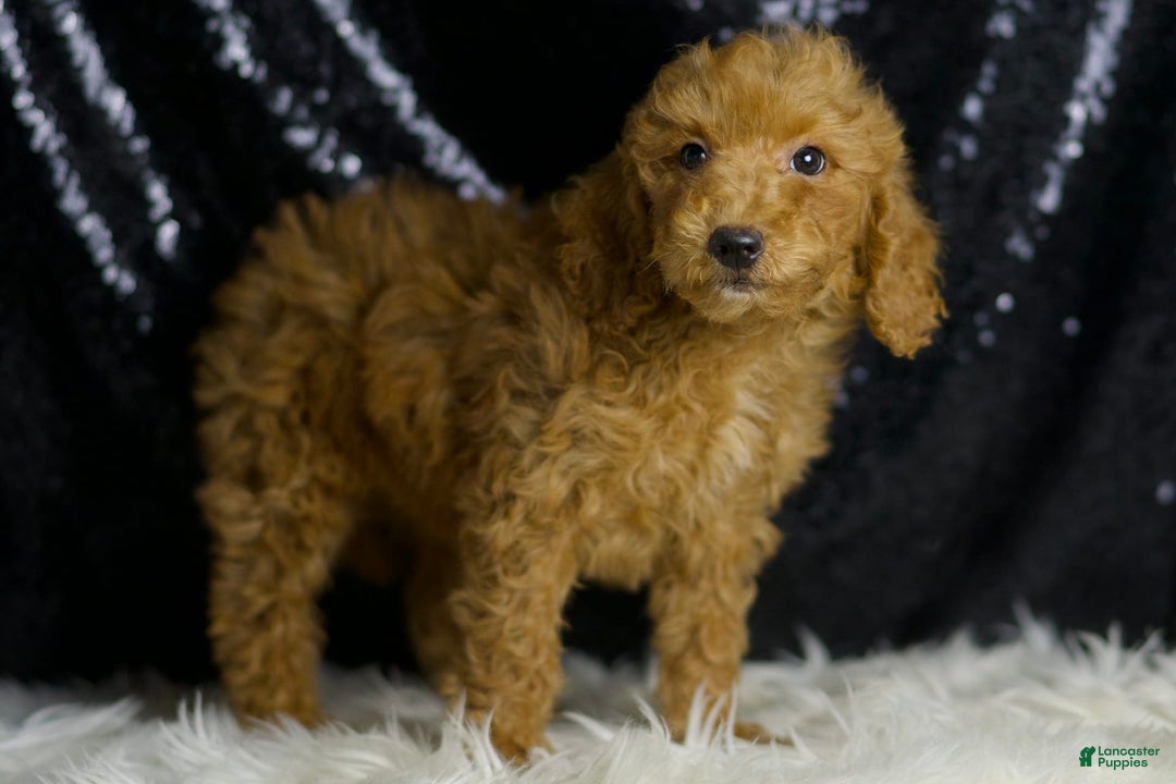 Mini Goldendoodle dogs for sale: Junebug - Ad 3