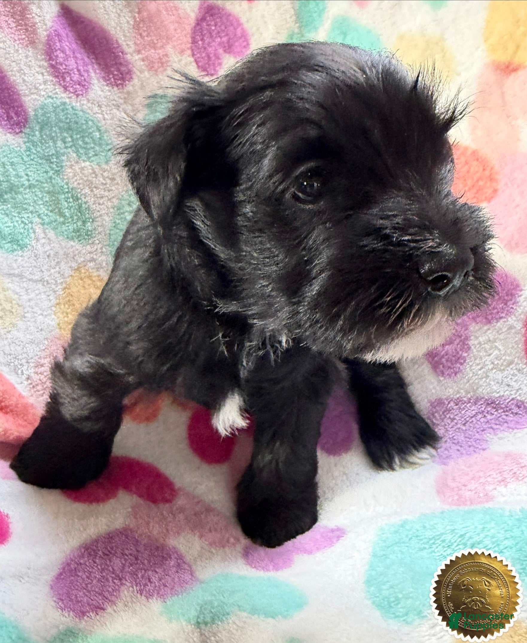 Miniature Schnauzer dogs Chloe - Ad 16