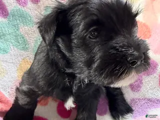 Miniature Schnauzer dogs Chloe - Ad 16