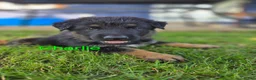 German Shepherd dogs for sale: Charlie - Ad 3