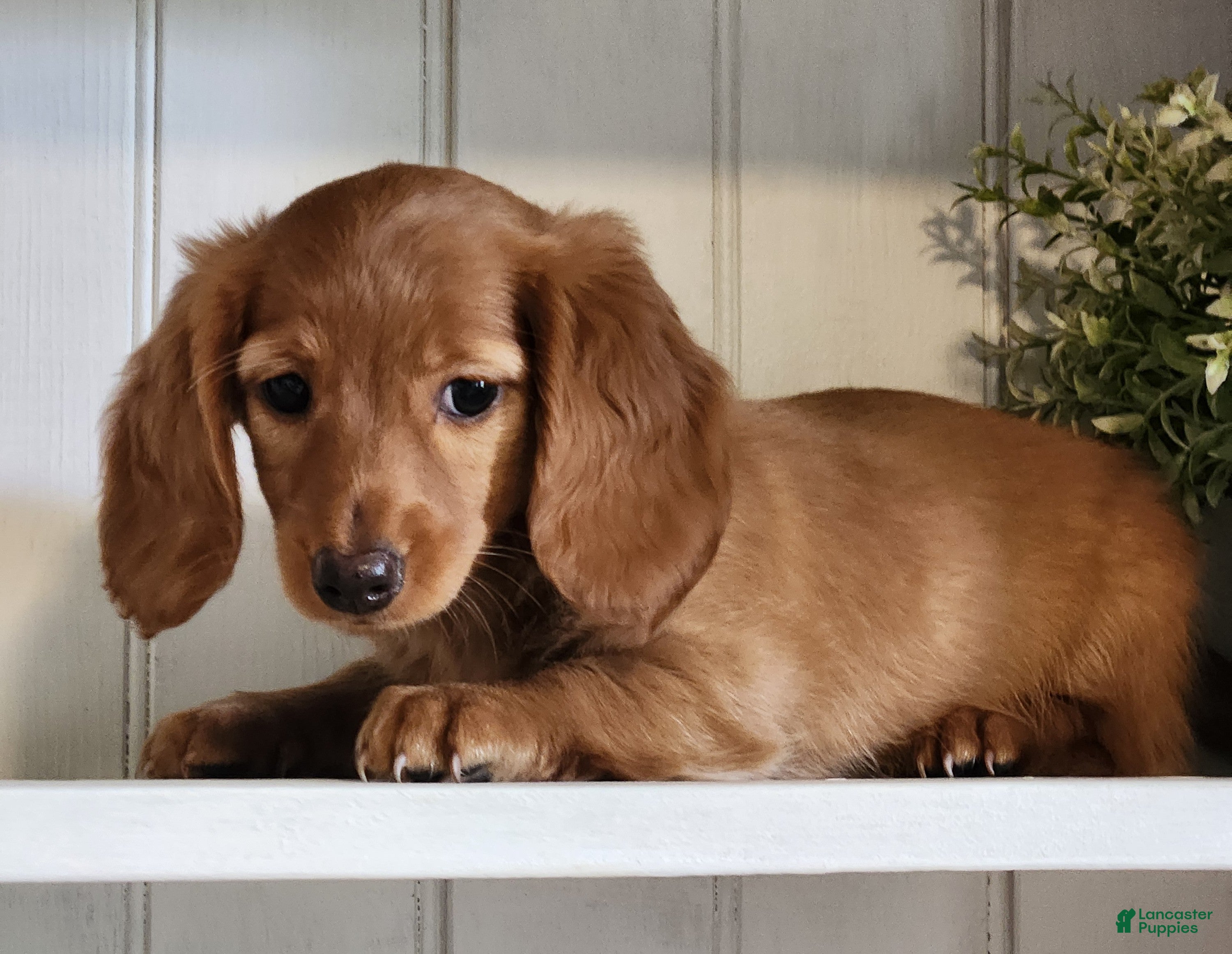 Miniature Dachshund dogs Molly - Ad 2