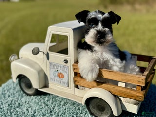 Miniature Schnauzer dogs Serena - Ad 36