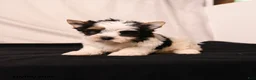 Biewer Terrier dogs for sale: Tilly - Ad 4