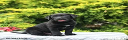 Labrador Retriever dogs for sale: Archie - Ad 3